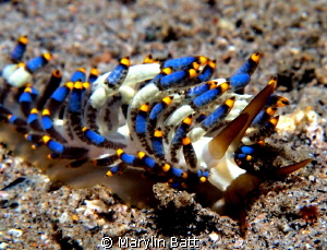 Berghia species nudibranch by Marylin Batt 